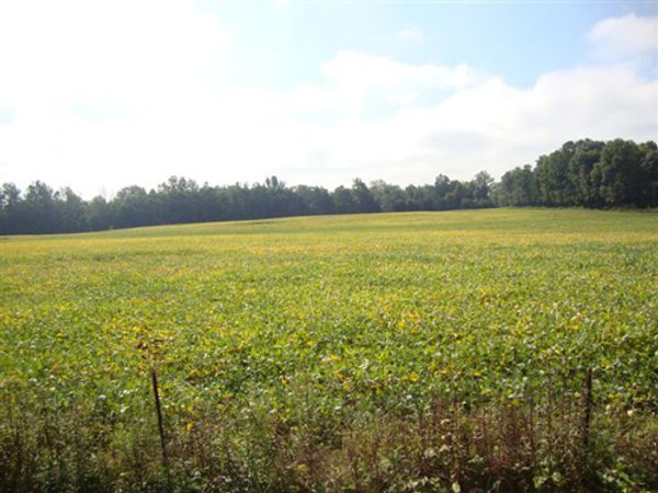 133+/- Acres Offered in 4 Tracts - Farmland, Hunting & Recreation or Future Building Sites
